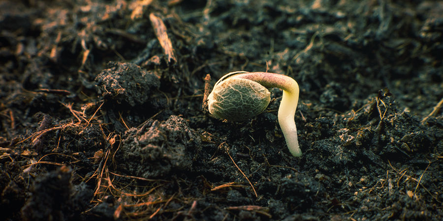 Miten idätät Sensi Seeds -siemenet? Miten idätät Sensi Seeds -siemenet?