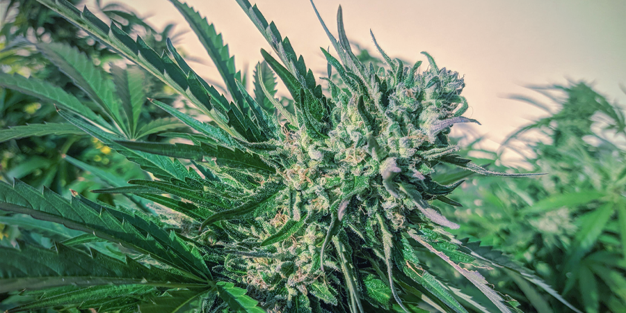 Mitkä ovat Sensi Seedsin parhaat autoflower kannabiksen siemenet? Mitkä ovat Sensi Seedsin parhaat autoflower kannabiksen siemenet?