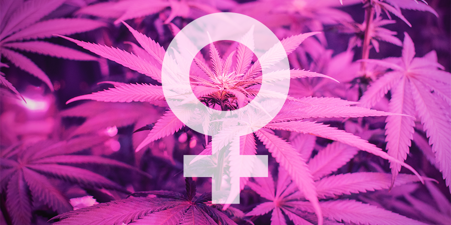 Mitkä ovat Sensi Seedsin parhaat feminisoidut kannabiksen siemenet? Mitkä ovat Sensi Seedsin parhaat feminisoidut kannabiksen siemenet?