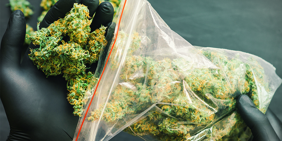 Mitkä ovat Sensi Seedsin runsassatoisimmat kannabislajikkeet? Mitkä ovat Sensi Seedsin runsassatoisimmat kannabislajikkeet?