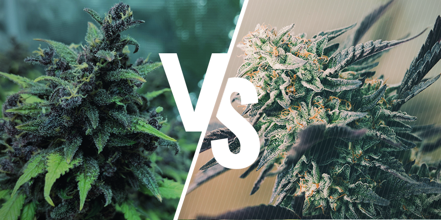 Ero feminisoitujen, Autoflower- ja tavallisten siementen välillä? Ero feminisoitujen, Autoflower- ja tavallisten siementen välillä