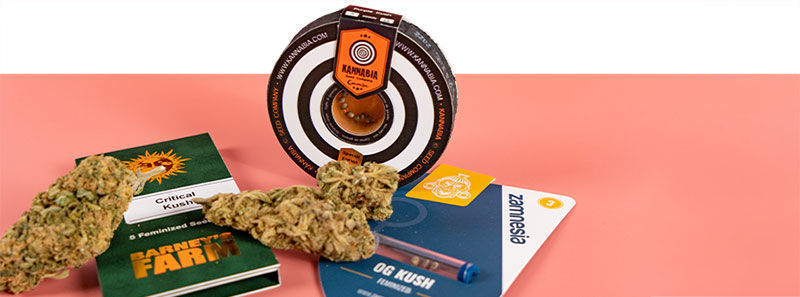Tietoa Kush-lajikkeista Tietoa Kush-lajikkeista
