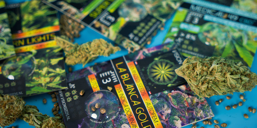 Vision Seedsin suosituimmat kannabiksen siemenet Vision Seedsin suosituimmat kannabiksen siemenet