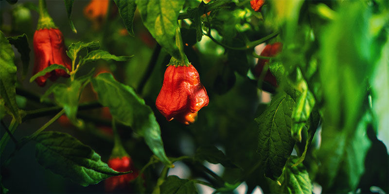 Tuo elämääsi tulisuutta ja kasvata omat tuliset chilipaprikkasi Tuo elämääsi tulisuutta ja kasvata omat tuliset chilipaprikkasi