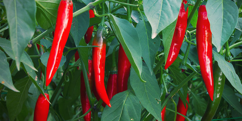 Milloin chilit kannattaa korjata? Chilipaprikoiden kasvatus – milloin chilit kannattaa korjata?