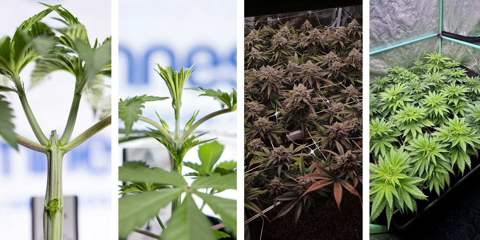Vaihtoehtoja LST:lle autoflower-lajikkeille Vaihtoehtoja LST:lle autoflower-lajikkeille
