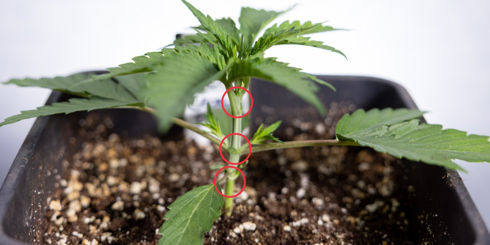 Milloin aloittaa autoflowerien LST? Milloin aloittaa autoflowerien LST?