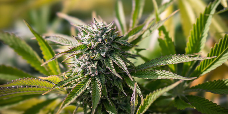 Varmista kannabiskasveillesi nopea kasvu Varmista kannabiskasveillesi nopea kasvu