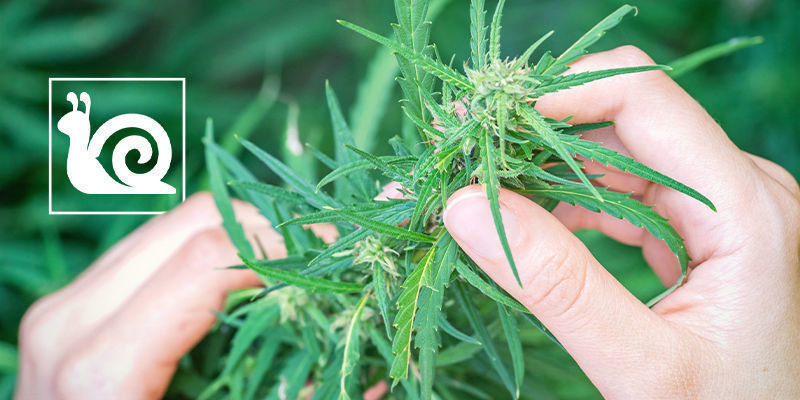 Kannabiksen hidas kasvu: syyt ja miten korjata Kannabiksen hidas kasvu: syyt ja miten korjata