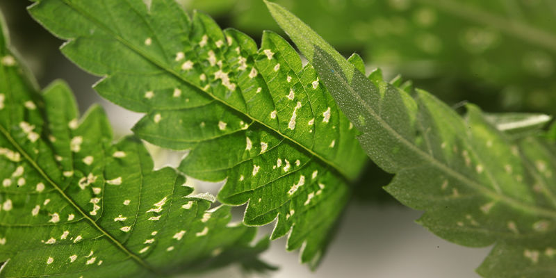 Stress Caused By Pests Or Diseases Stress caused by pests or diseases