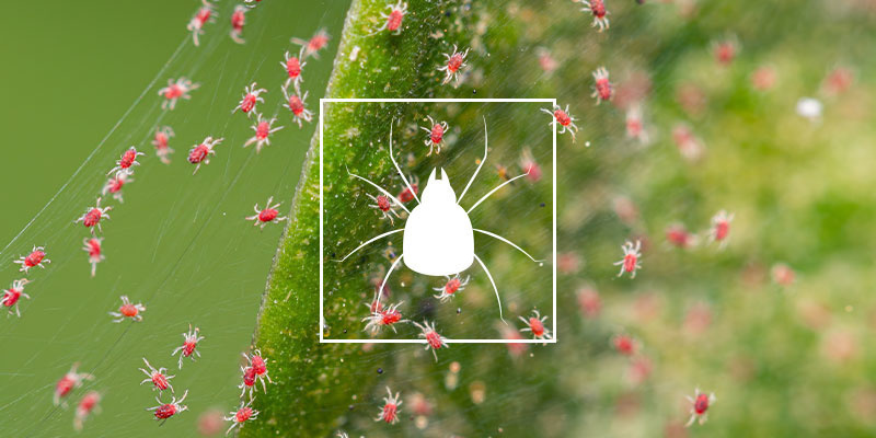 Miten päästä eroon punkeista kannabiskasveissa How To Get Rid Of Spider Mites On Cannabis Plants
