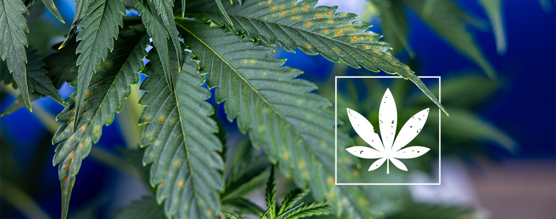Ruskeat t&auml;pl&auml;t kannabiksen lehdiss&auml;: tunnistusopas