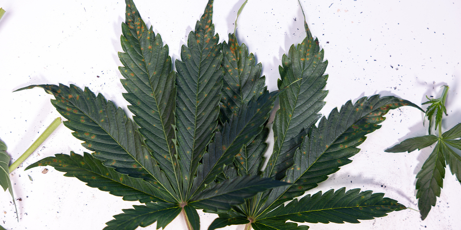 Ruskeiden laikkujen syyt kannabiksen lehdiss&auml;