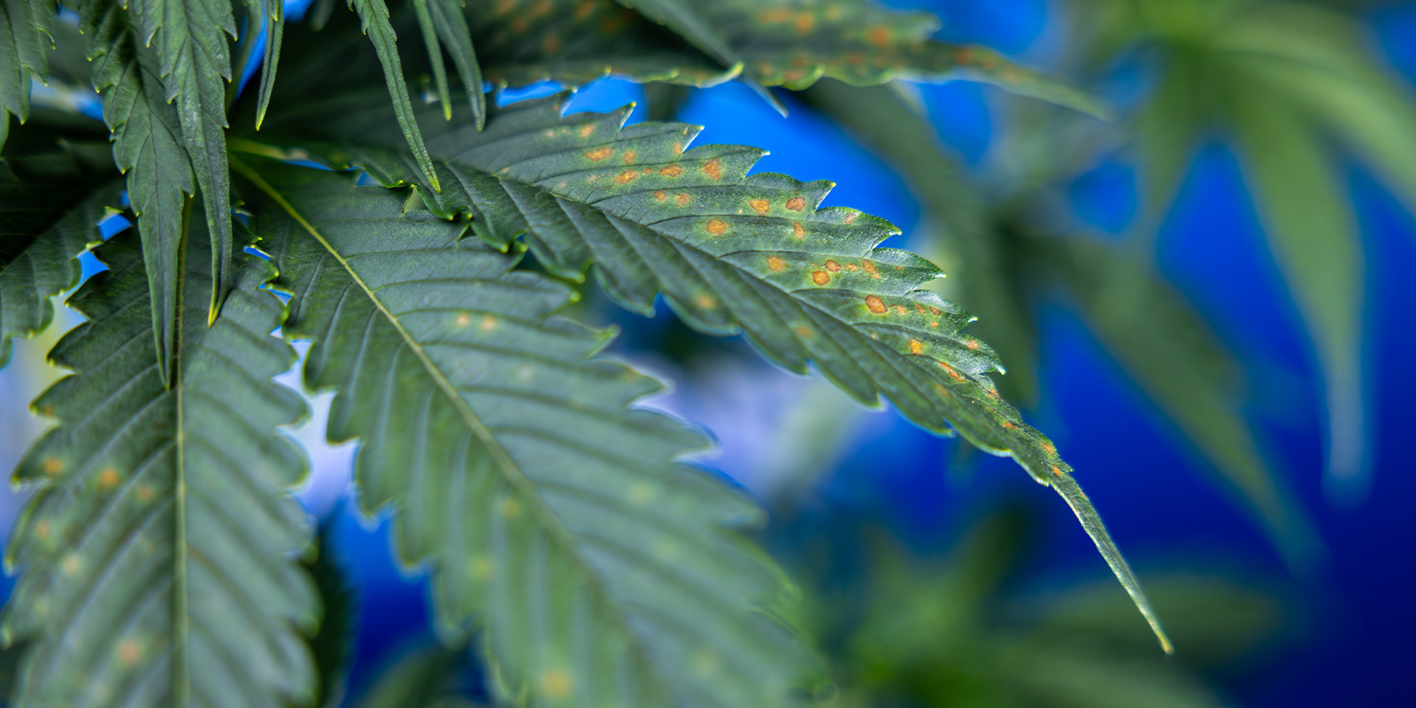 Mit&auml; ruskeat t&auml;pl&auml;t kannabiksessa tarkoittavat?