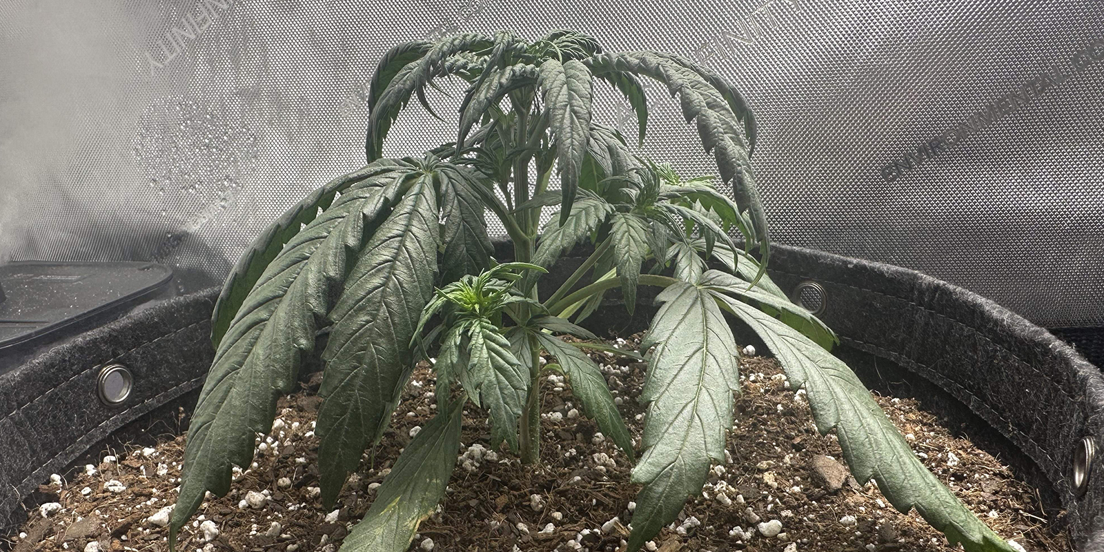 Ylikastelu Overwatering