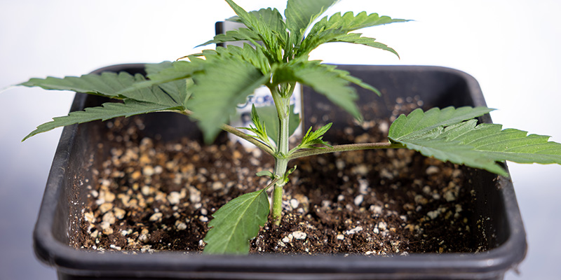 Milloin latvoa autoflower Milloin latvoa autoflower