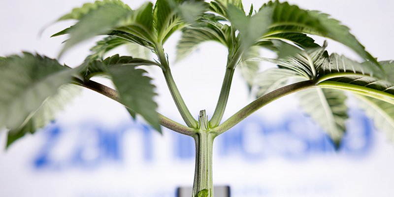 Miksi autoflower-kasvien latvonnasta kiistellään Miksi autoflower-kasvien latvonnasta kiistellään