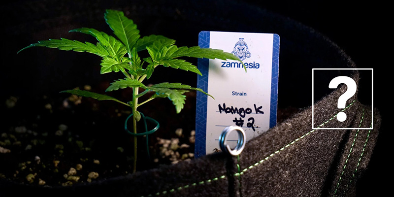 Voiko autoflower-kasveja siirtää ruukusta toiseen? Voiko autoflower-kasveja siirtää ruukusta toiseen?
