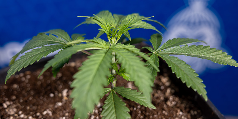 Autoflower-kasvien uudelleenruukutuksen hyvät ja huonot puolet Autoflower-kasvien uudelleenruukutuksen hyvät ja huonot puolet