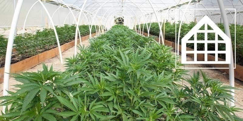 Miksi kannabista kannattaa kasvattaa kasvihuoneessa tai viherhuoneessa Miksi kannabista kannattaa kasvattaa kasvihuoneessa tai viherhuoneessa
