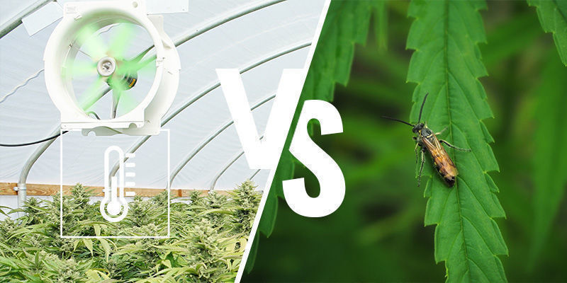 Kasvihuoneessa tai viherhuoneessa kannabiksen kasvatuksen hyvät ja huonot puolet Kasvihuoneessa tai viherhuoneessa kannabiksen kasvatuksen hyvät ja huonot puolet