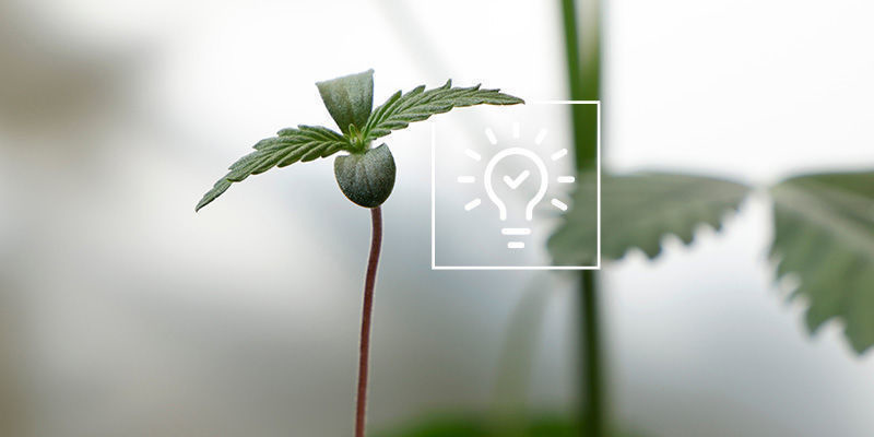 Vinkkejä kannabiksen kasvattamiseen kasvihuoneessa tai viherhuoneessa Vinkkejä kannabiksen kasvattamiseen kasvihuoneessa tai viherhuoneessa