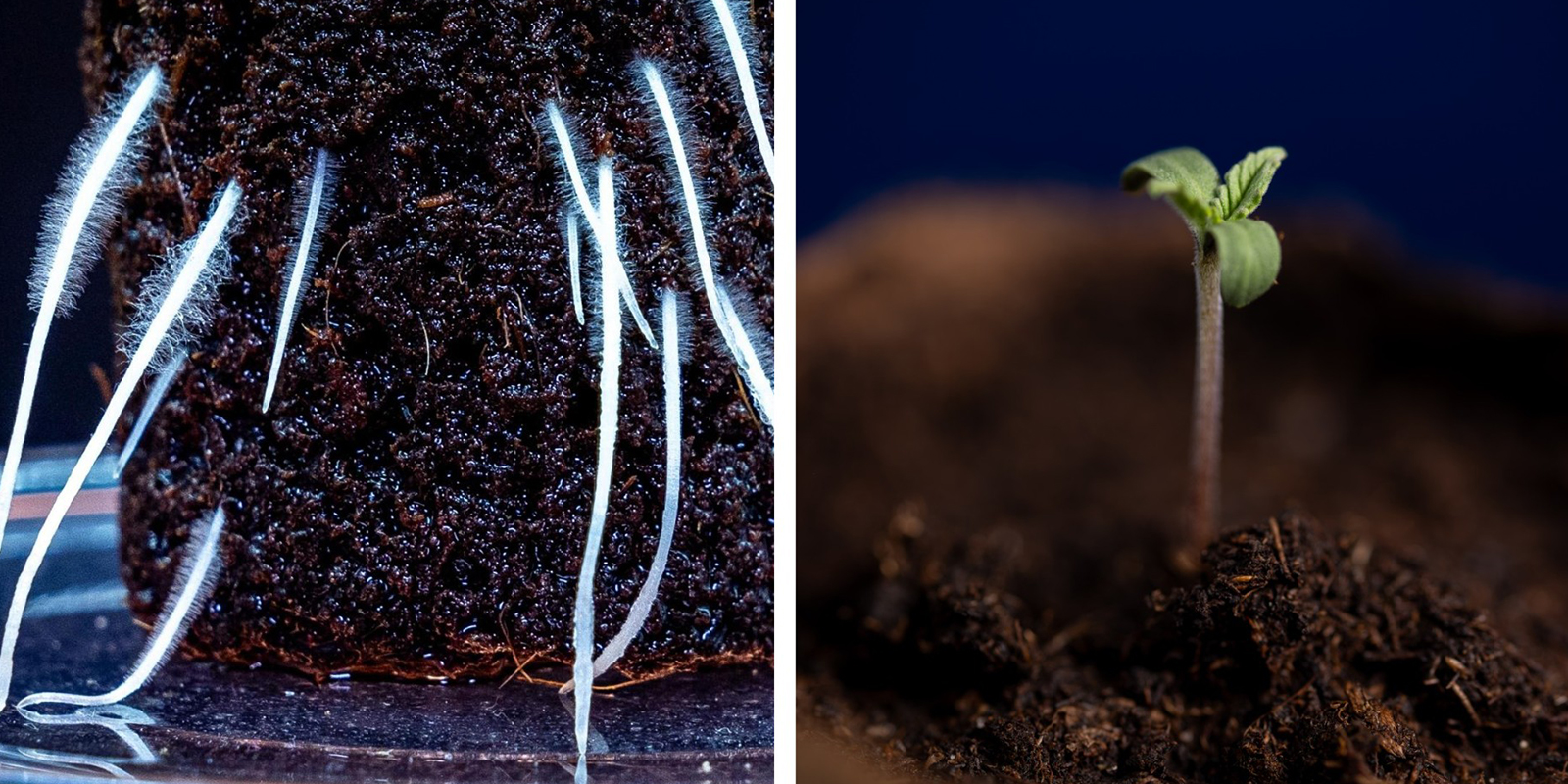 Itämisestä taimelle From germination to seedling