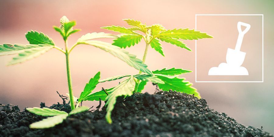 Kannabiksen kasvatus mullassa Kannabiksen kasvatus mullassa