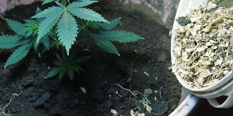 Kuinka parantaa kasvualustasi laatua How to improve the quality of your soil