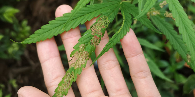 Kannabiksen sairaudet Kannabiksen sairaudet