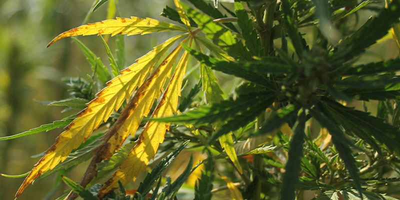 Kellastuvien kannabiksen lehtien diagnosointi Kellastuvien kannabiksen lehtien diagnosointi
