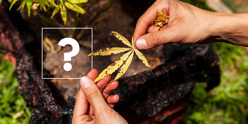 Mistä kannabiksen lehtien kellastuminen johtuu? Mistä kannabiksen lehtien kellastuminen johtuu?
