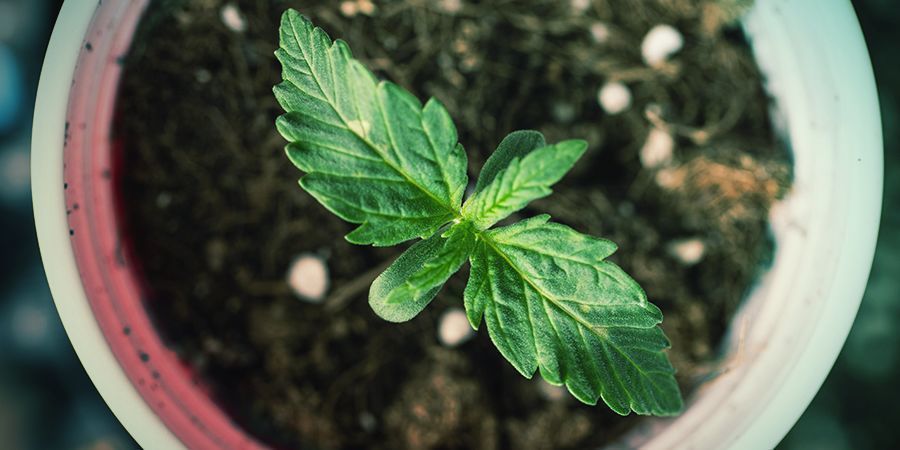 Kuinka määrität oikean ruukun koon Kuinka määrität kannabiskasville oikean ruukun koon