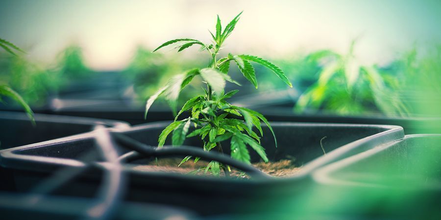 Muoviruukut Muoviruukut kannabikselle