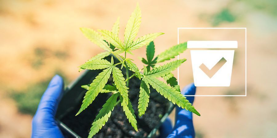 Sopivan kokoinen ruukku kannabiskasveille Sopivan kokoinen ruukku kannabiskasveille