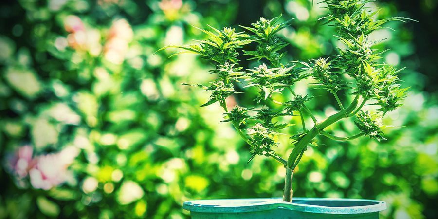 Vinkkejä kannabiksen kasvattamiseen ruukuissa Vinkkejä kannabiksen kasvattamiseen ruukuissa