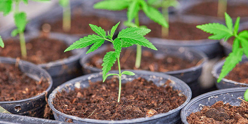 Taimien siirtäminen ruukkuihin Transplanting Seedlings To Their Pots