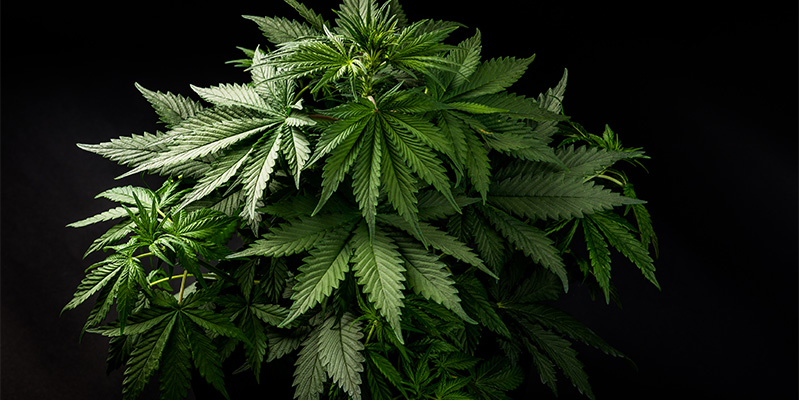 Kuinka tunnistaa indica Kuinka tunnistaa indica