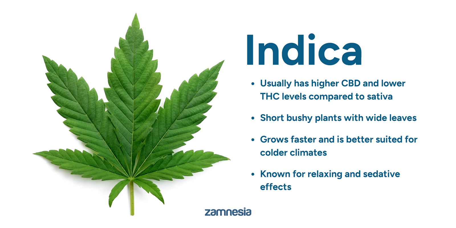 Cannabis indica tutuksi: perusteet