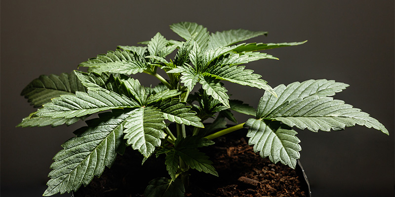 Sopiiko Cannabis indica sinulle? Is Cannabis indica right for you?