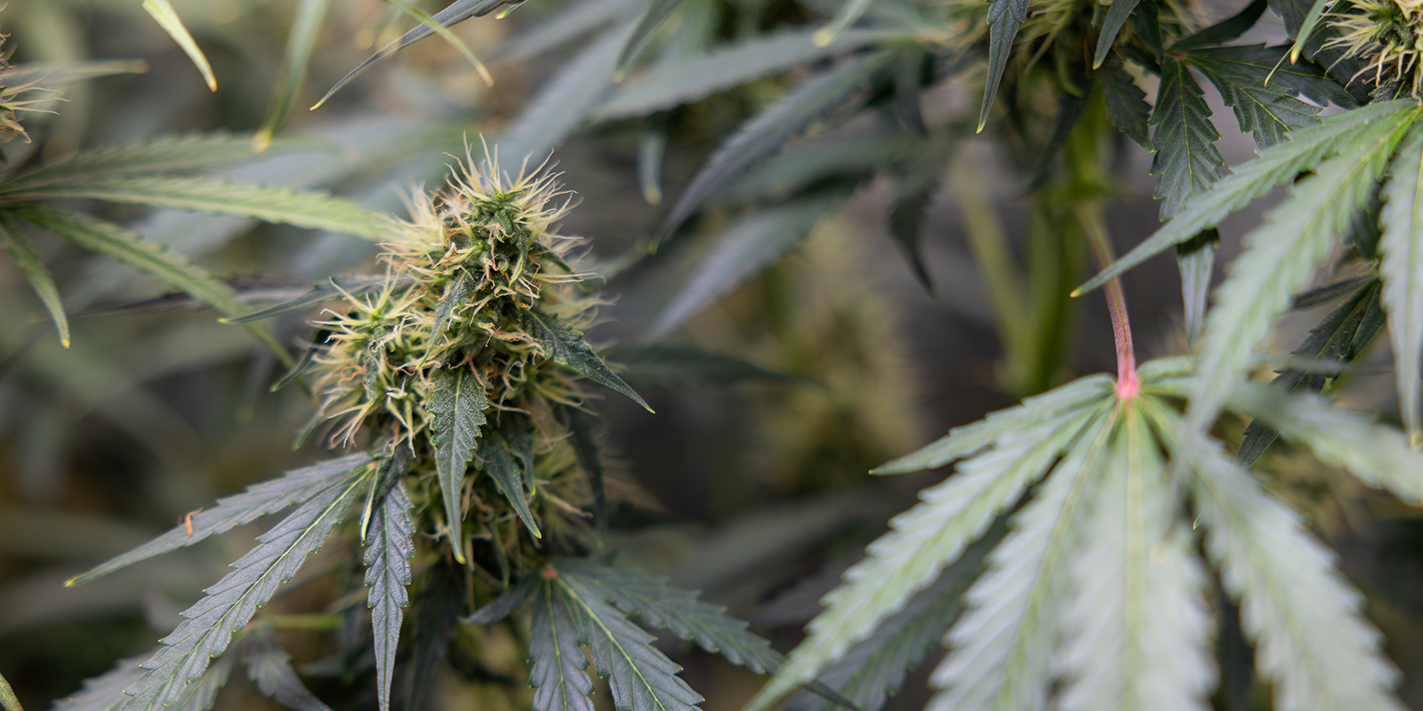 Cannabis sativa: moderni käsitys Cannabis sativa: moderni käsitys