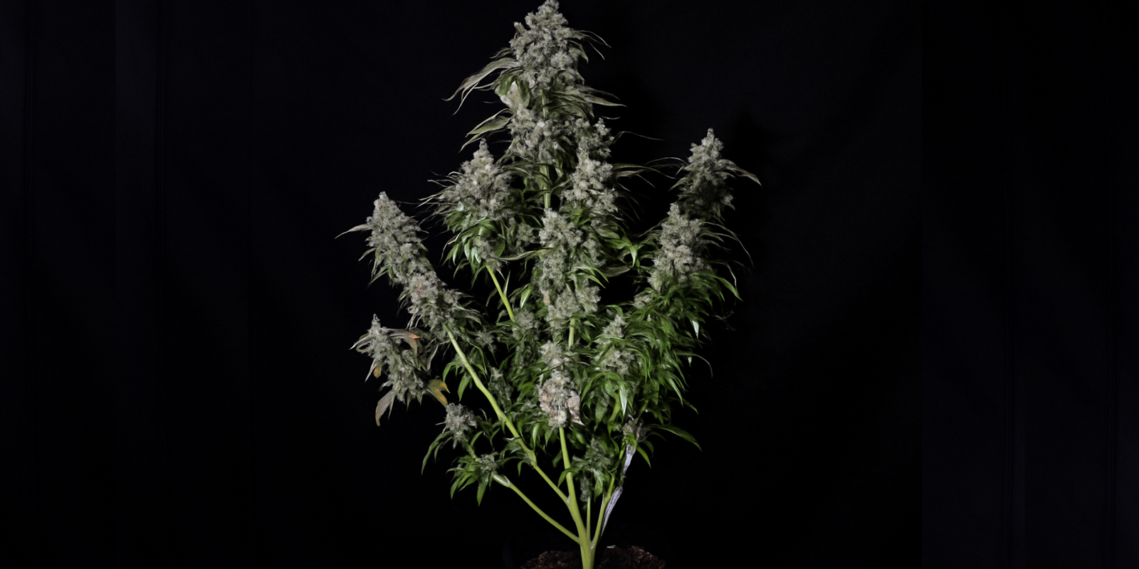 Kuinka tunnistaa sativa-kasvi Kuinka tunnistaa sativa-kasvi