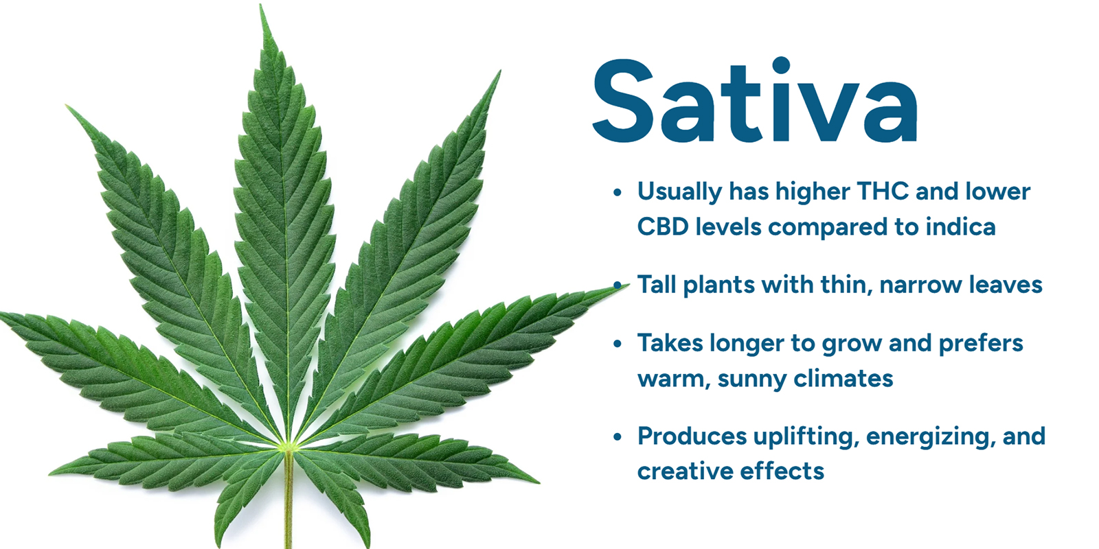 Cannabis sativan ymm&auml;rt&auml;minen