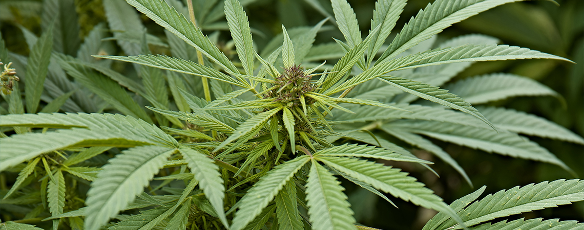 Mitä Cannabis sativa on? Mitä Cannabis sativa on?