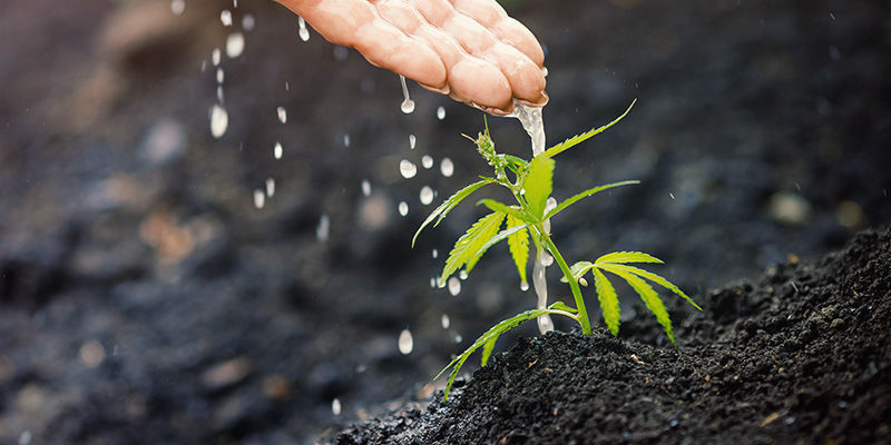 Miksi kannabiskasvit tarvitsevat ravinteita? Miksi kannabiskasvit tarvitsevat ravinteita?