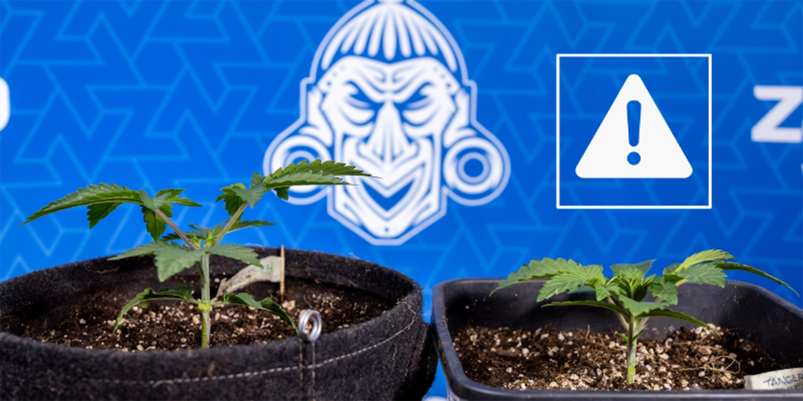 Yleisimmät virheet kannabiksen latvonnassa Yleisimmät virheet kannabiksen latvonnassa