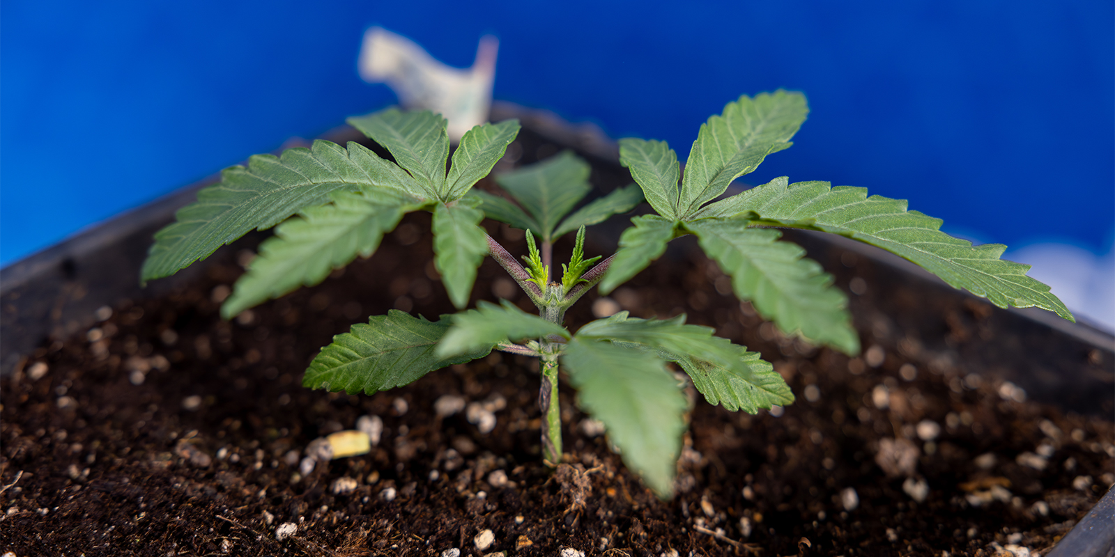 Kannattaako kannabiksen latvontaa tehdä? Kannattaako kannabiksen latvontaa tehdä?