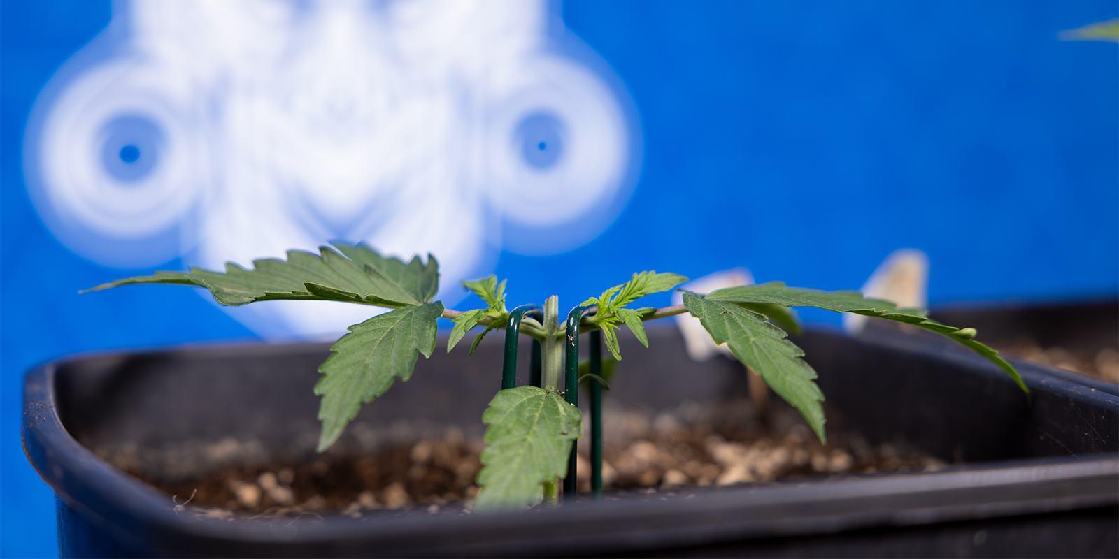 Mitä kannabiksen latvuksen katkaisu on? Mitä kannabiksen latvuksen katkaisu on?
