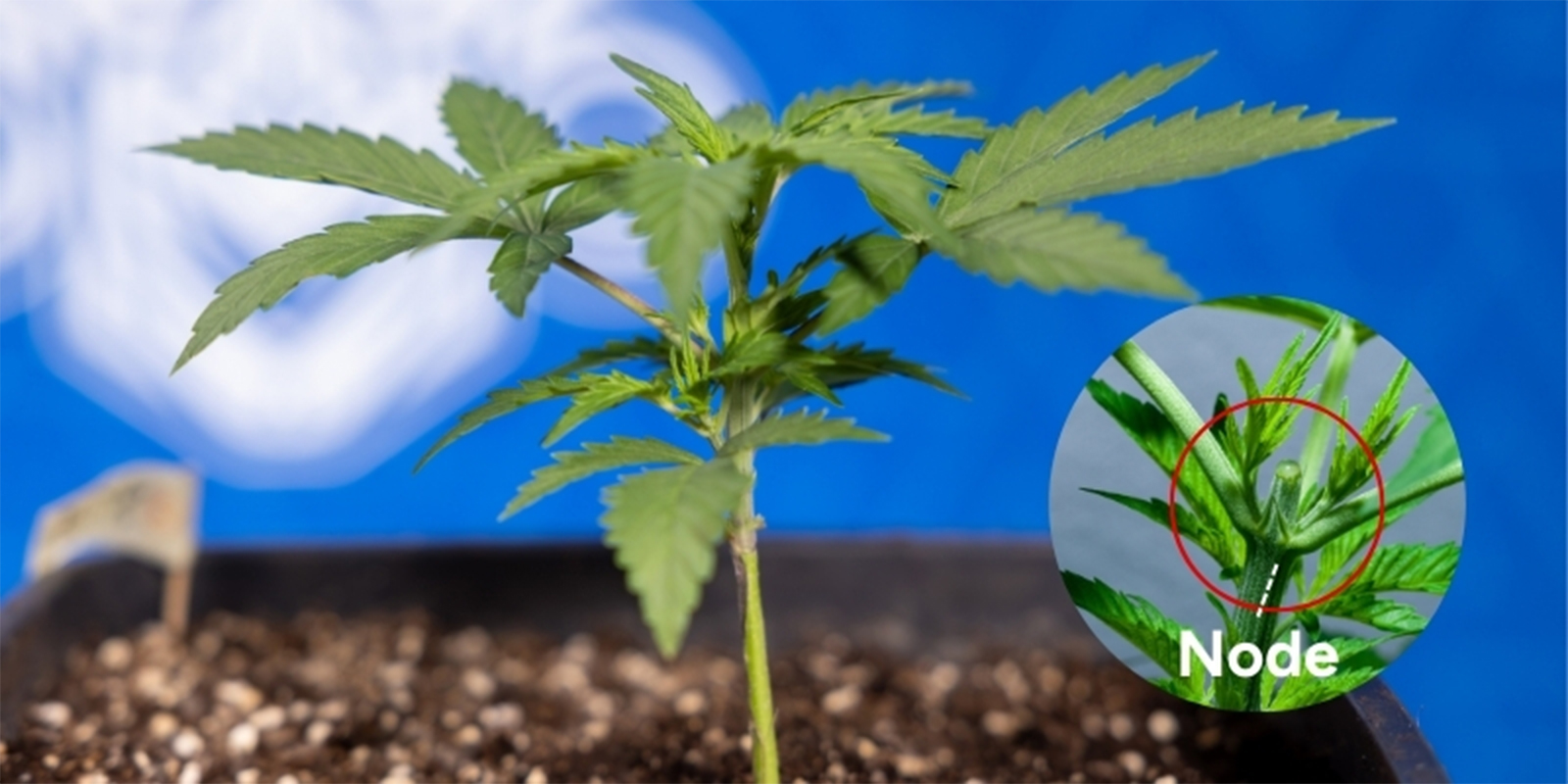 Milloin kannabis kannattaa latvoa Milloin kannabis kannattaa latvoa