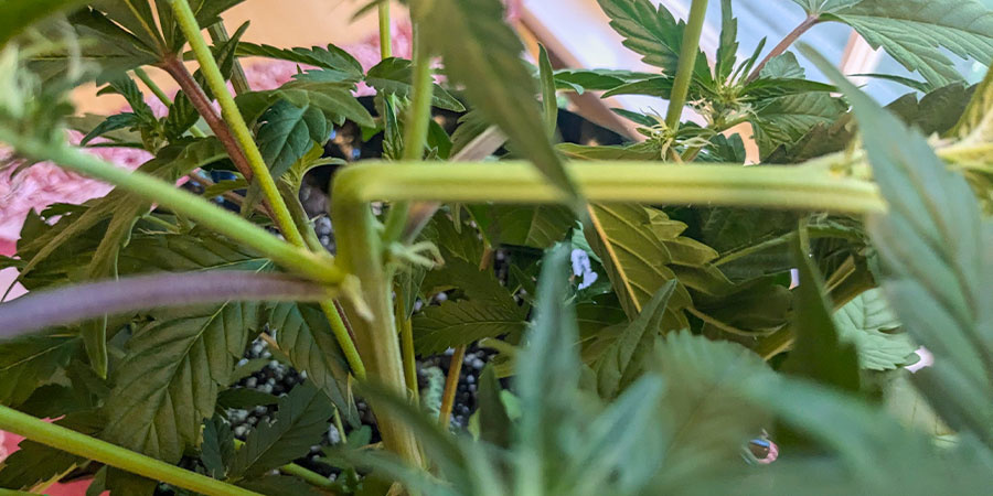 Kannabiksen super croppingin hyödyt Kannabiksen super croppingin hyödyt
